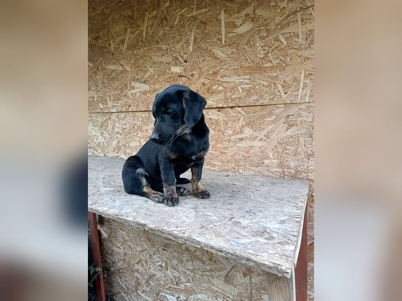 Zoe Tierschutzhund sucht ein Zuhause