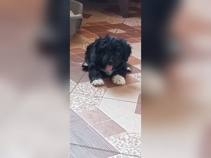 Lucky - kleiner Rüde sucht liebevolles Zuhause