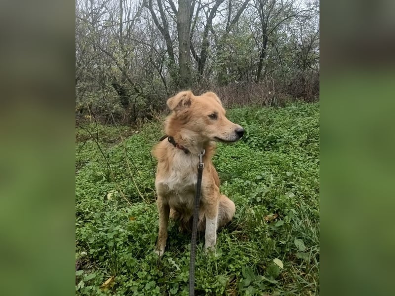 Benji Tierschutzhund sucht ein Zuhause
