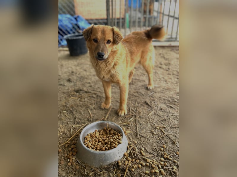 ARMANI, fröhliches Leckermäulchen, 9 Monate, 35 cm, Mischling, Tierschutz Rumänien