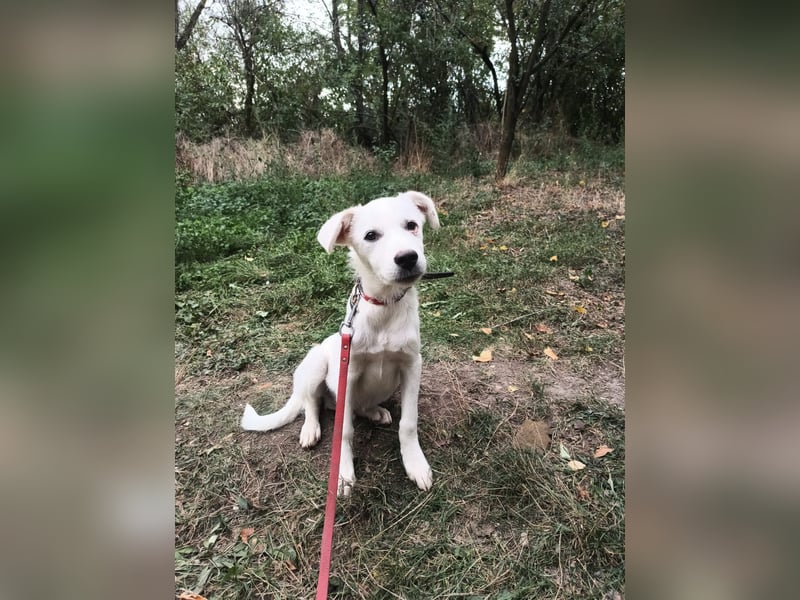Zeus Tierschutzhund sucht ein Zuhause