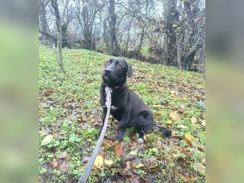 Lilu Tierschutzhund sucht ein Zuhause