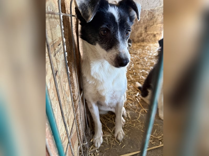 MARENA, anhängliche Hündin, 3 Jahre, 39 cm, Mischling, Tierschutz