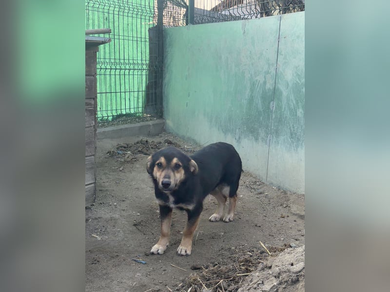 ⭐️BERO⭐️, lustiger Mini, Rüde, fast 2 Jahre, 32cm, Mischling, Tierschutz