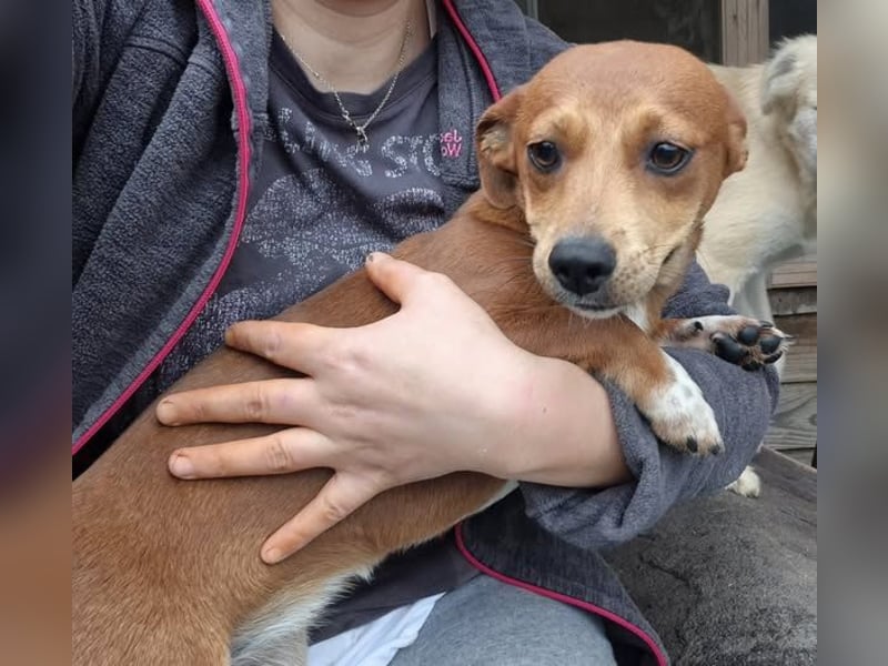 Junge Hündin Sissi sucht ihr Körbchen