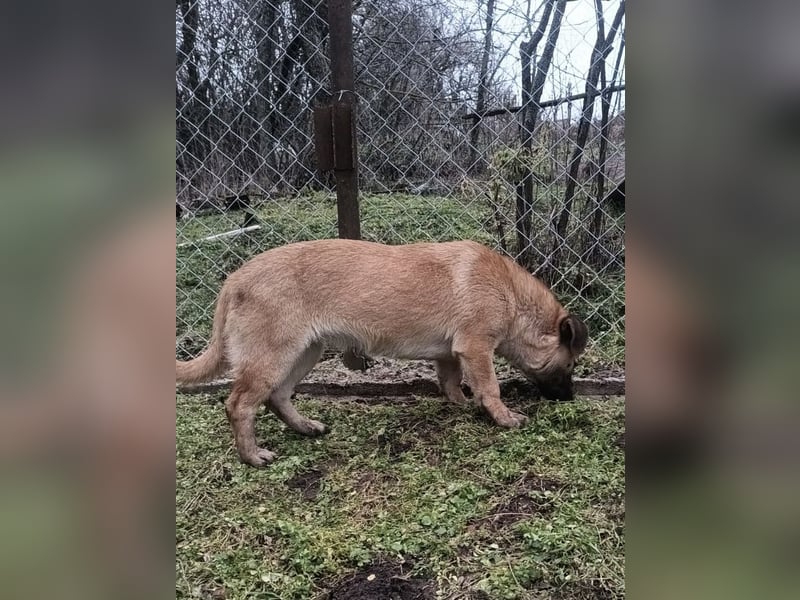 Zara Tierschutzhund sucht ein Zuhause