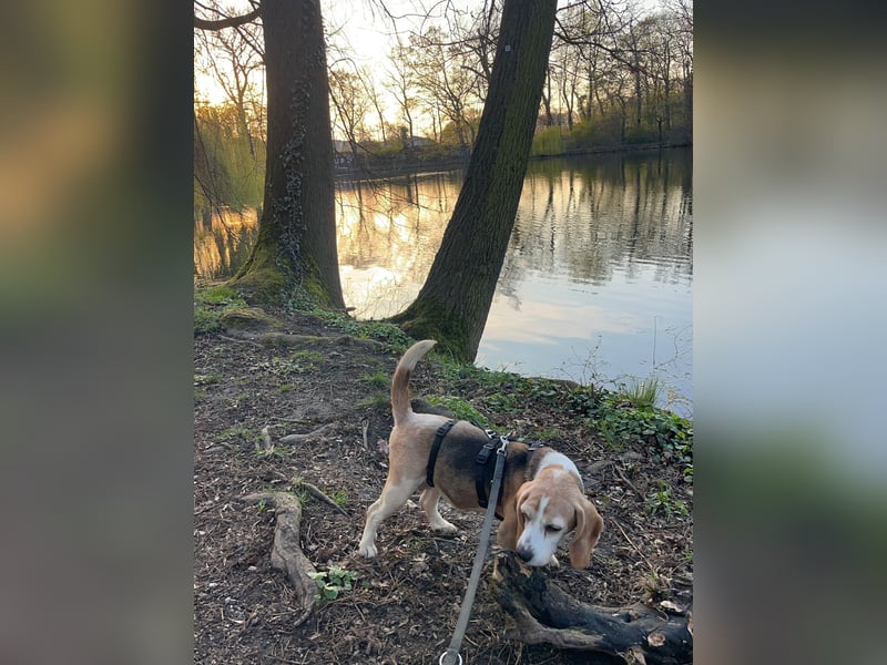 DAISY, Super-Omi, 10 Jahre, 36 cm, Beagle-Mix, Tierschutz, Pflegestelle Leipzig