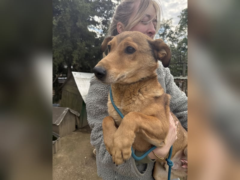 Pityke - freundlicher Hundemann sucht liebevolles Zuhause