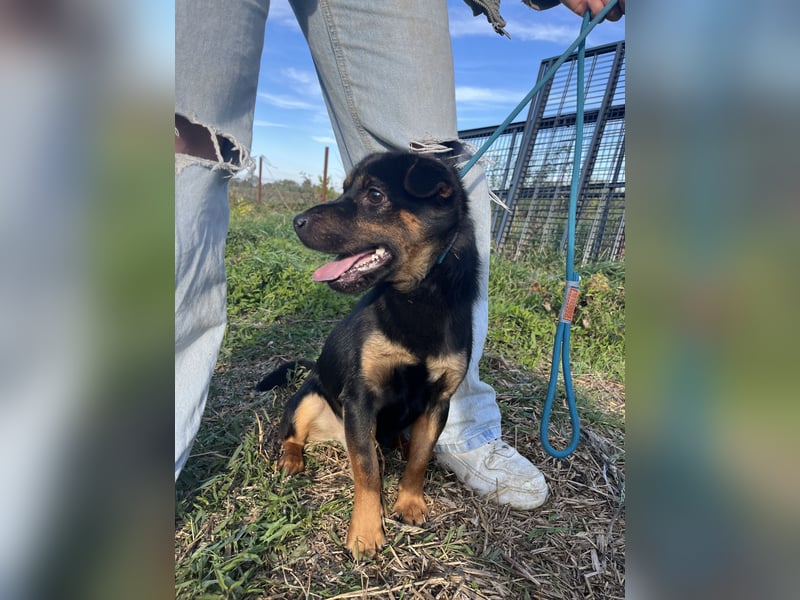 Kolos hat viel Liebe zu geben