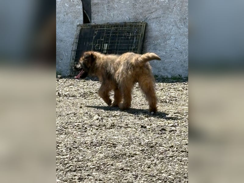 URSULET, niedlicher Welpe, 4 Monate, 25 cm, Pflegestelle Düsseldorf, Tierschutz Rumänien