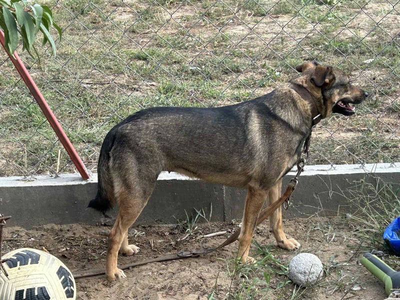 Poppy - Verdient endlich ein liebendes Zuhause!