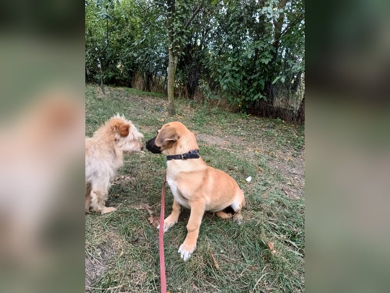 Zara Tierschutzhund sucht ein Zuhause