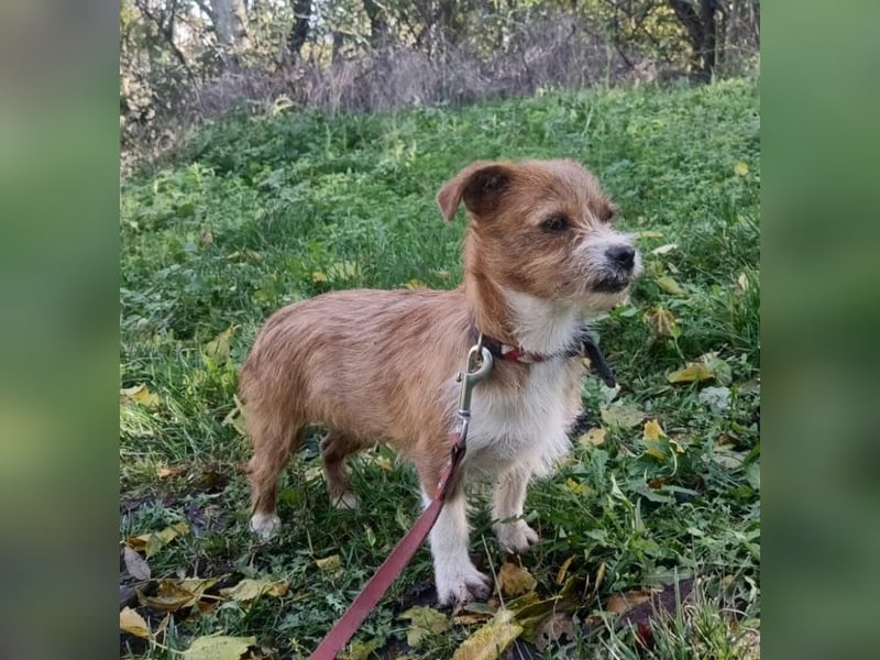 Kaya Tierschutzhund sucht ein Zuhause