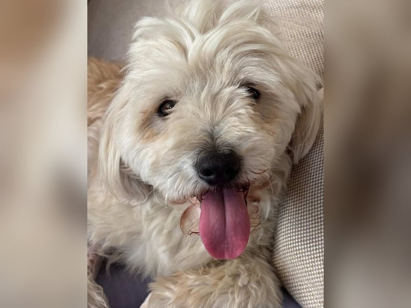 ⭐️PIXIE⭐️, Rüde, 1,5 Jahre, 35 cm, Mischling, Tierschutz