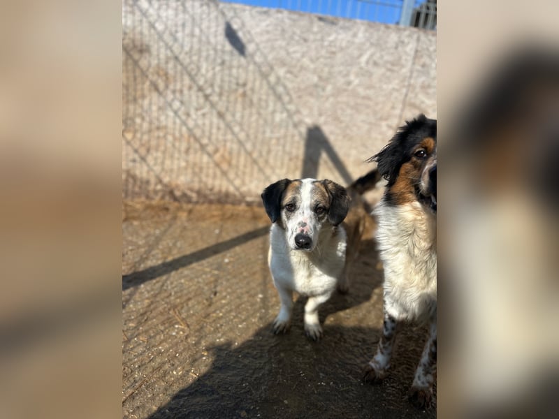 ⭐️BROOKE⭐️, Hündin, 1,5 Jahre, 32 cm, Mischling, Tierschutz