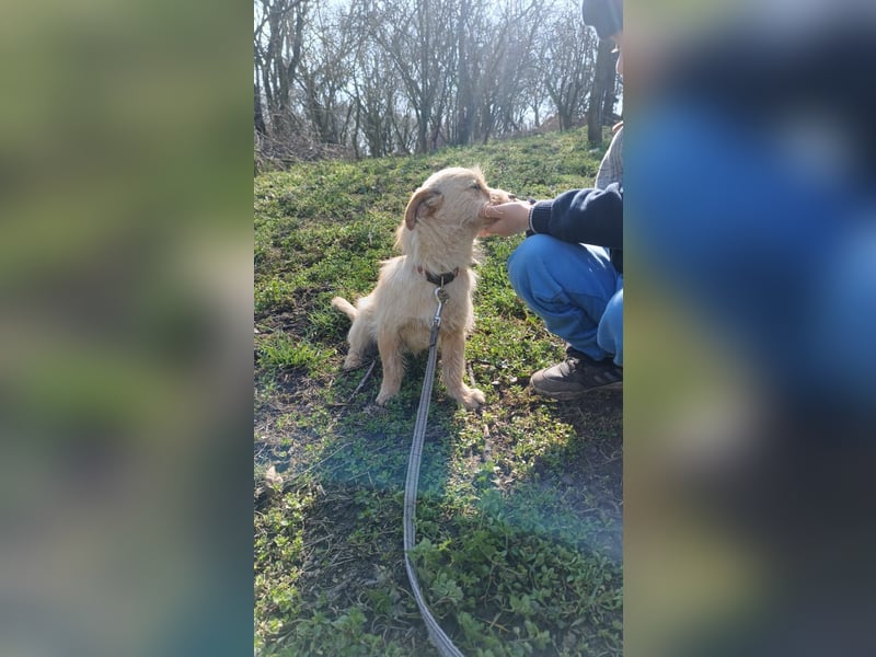Bonnie Tierschutzhund sucht ein Zuhause
