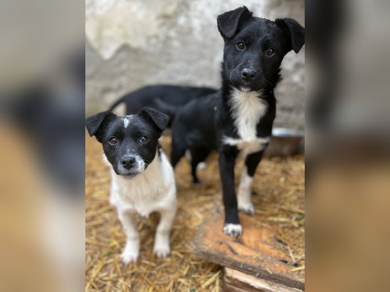 SCHNUCKI, lebensfrohe kleine Entdeckerin, Hündin, 6 Monate, 36 cm, Mischling, Tierschutz