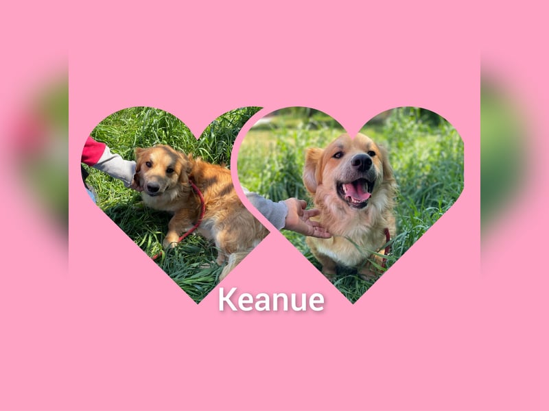 Junghund Rüde Keanu 30 cm, ist ein sehr lieber Rüde der ein eigenes Zuhause möchte