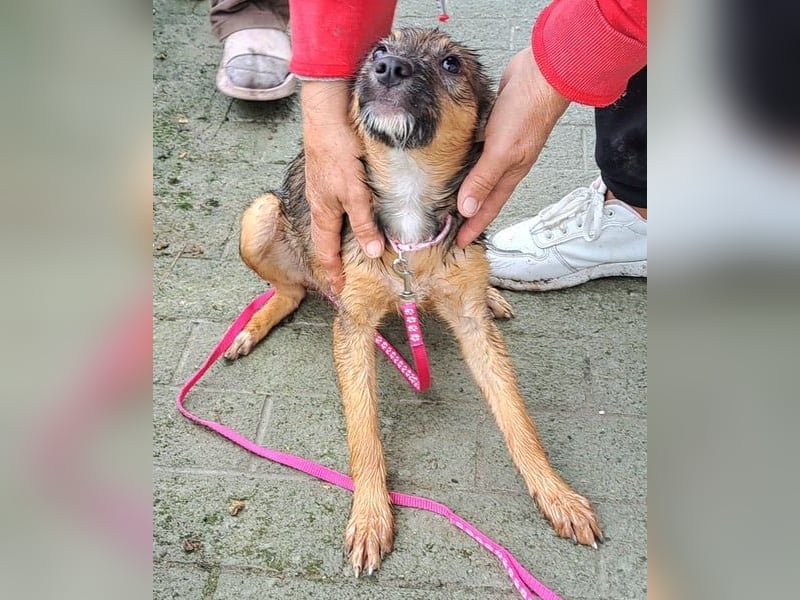 Junghündin Kylo 38cm, möchte Rumänien ganz schnell verlassen