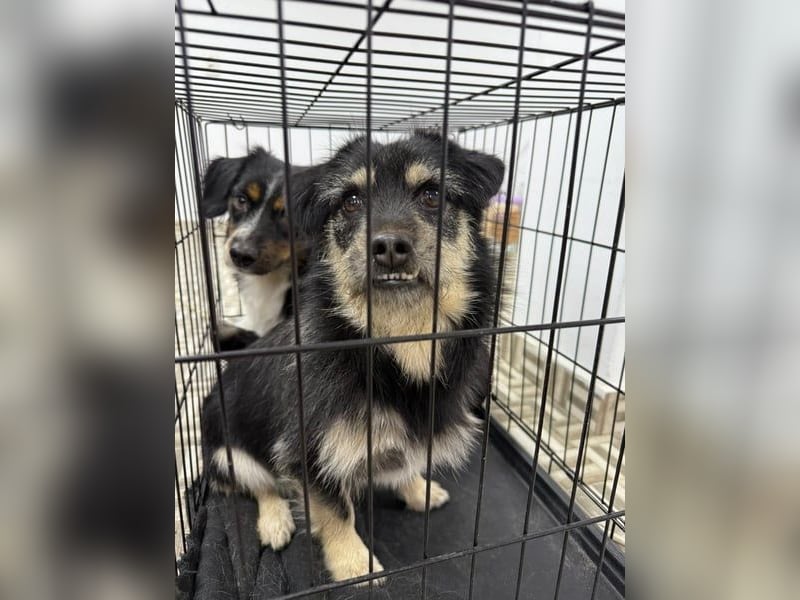 ⭐️Tahia⭐️, kleine Zottel-Maus, Hündin, 1,5 Jahre, 30 cm, Mischling, Tierschutz