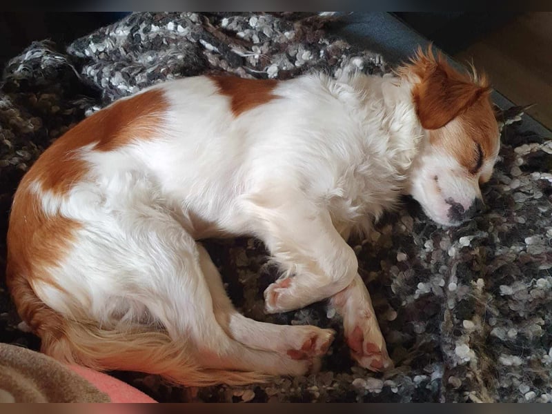 ANA - auf Pflegestelle in 52355 Düren