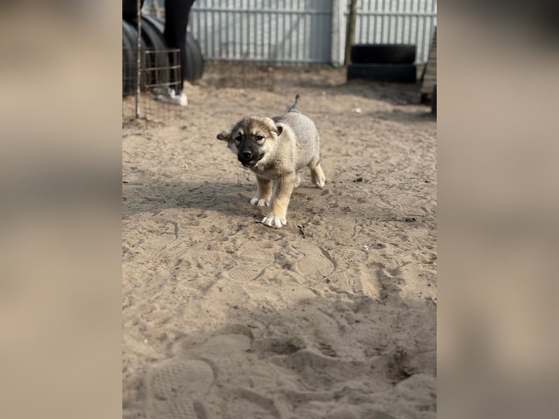 Nevin träumt von einem eigenen Zuhause
