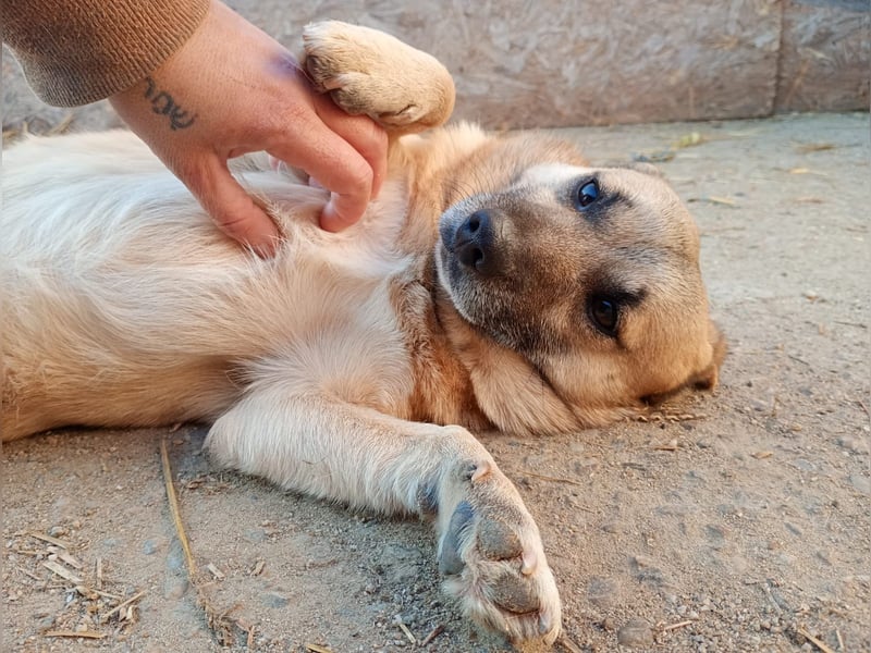 Nofell ⭐️TONI⭐️, Rüde, 3 Jahre, 29cm, Mischling, Tierschutz Rumänien