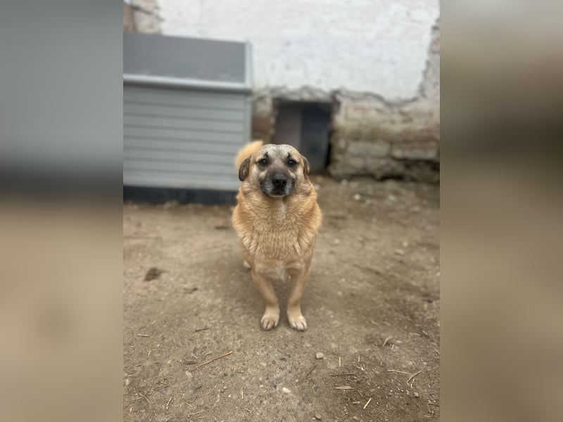 TONI, verschmustes Notfellchen, 3 Jahre, 29 cm, Mischling, Tierschutz Rumänien