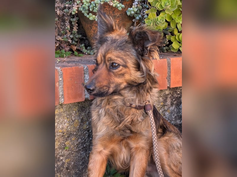 Zauberhafter Joka wartet in Portugal auf unserem Tierschutzhof!