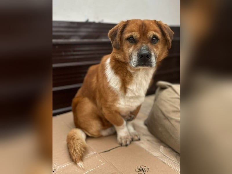 TAC, neugieriger Rüde, 2 Jahre, 35 cm, Mischling, Tierschutz