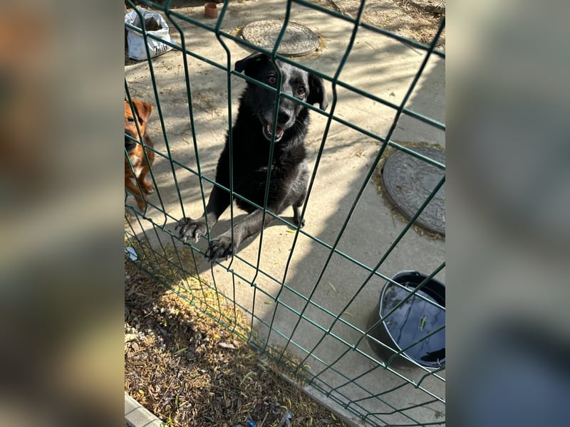 TITA, liebevolle Hunde-Lady, fast 10 Jahre, 42 cm, Mischling, Tierschutz Rumänien