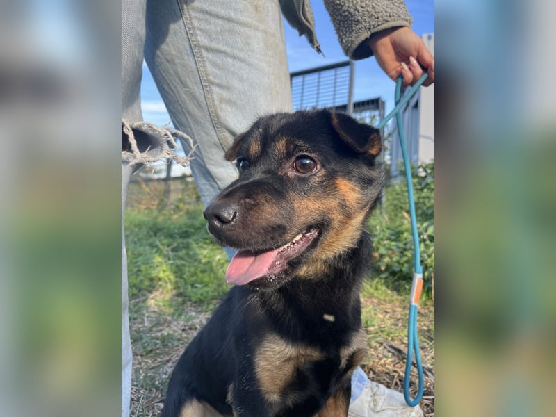 Kolos der gute-Laune-Hund