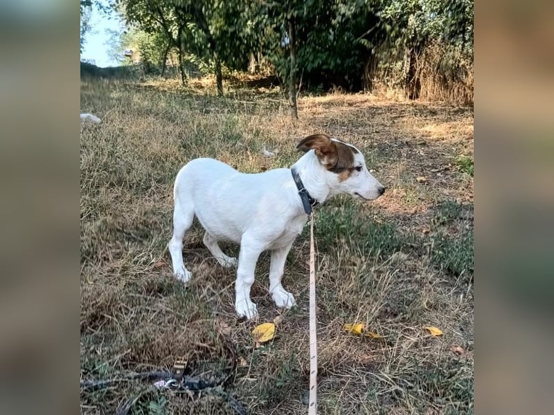 Lumi Tierschutzhund sucht ein Zuhause