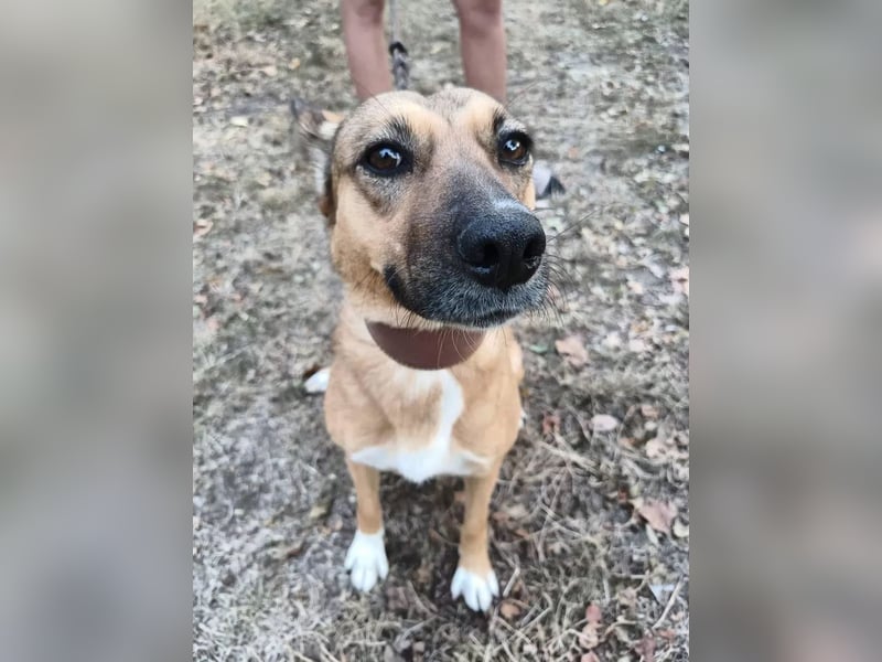 Nayana Tierschutzhund sucht ein Zuhause