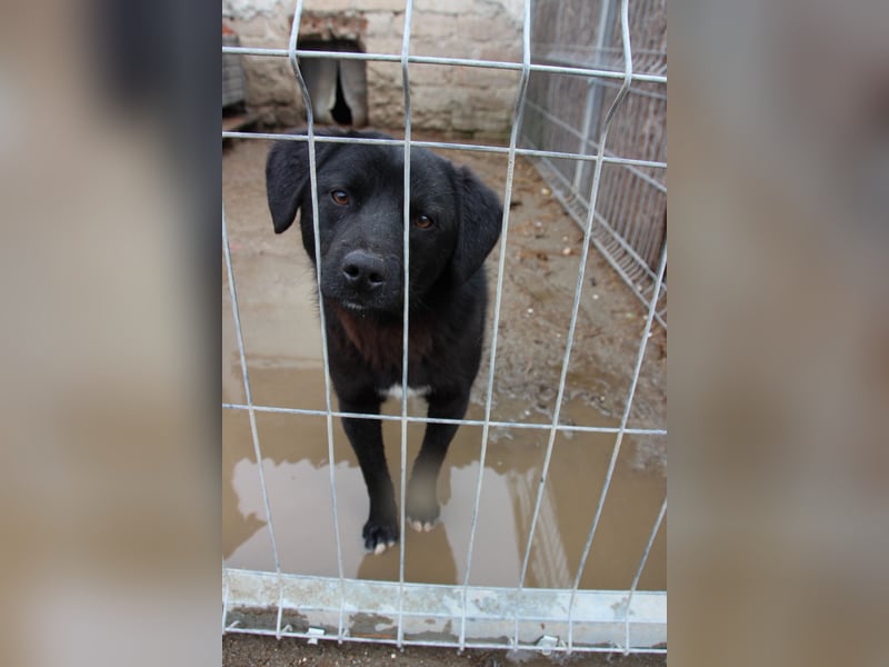 ⭐️YANO⭐️, bezaubernder Hundejunge, 1 Jahr, 37 cm, Mischling, Tierschutz Rumänien