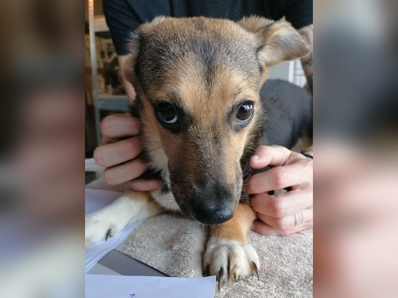 ⭐️MISSY⭐️, süßer Dackel-Mischling, Hündin, 3,5 Jahre, ca. 30cm, Mischling, Tierschutz Rumänien