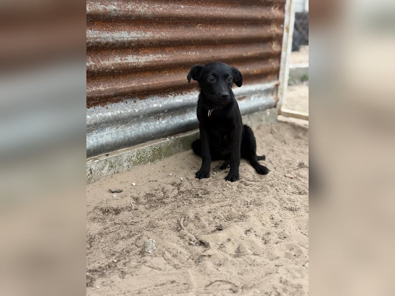 Esma – ein Herz auf vier Pfoten