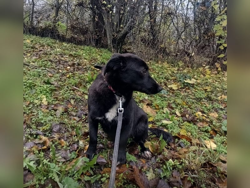 Lilu Tierschutzhund sucht ein Zuhause