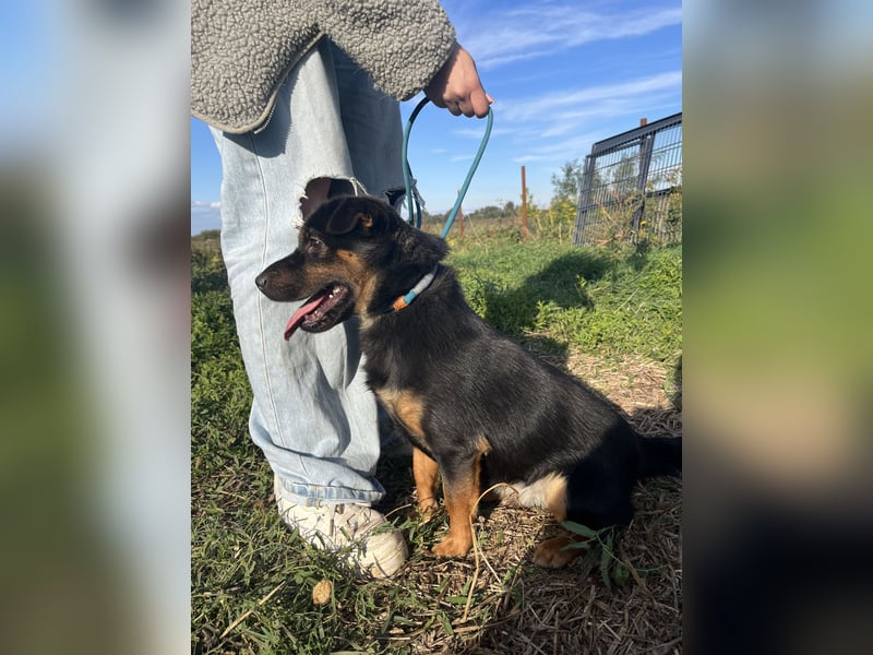 Kolos hat viel Liebe zu geben