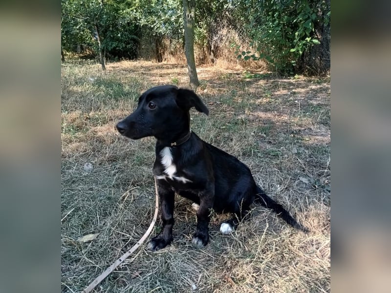 Lilu Tierschutzhund sucht ein Zuhause