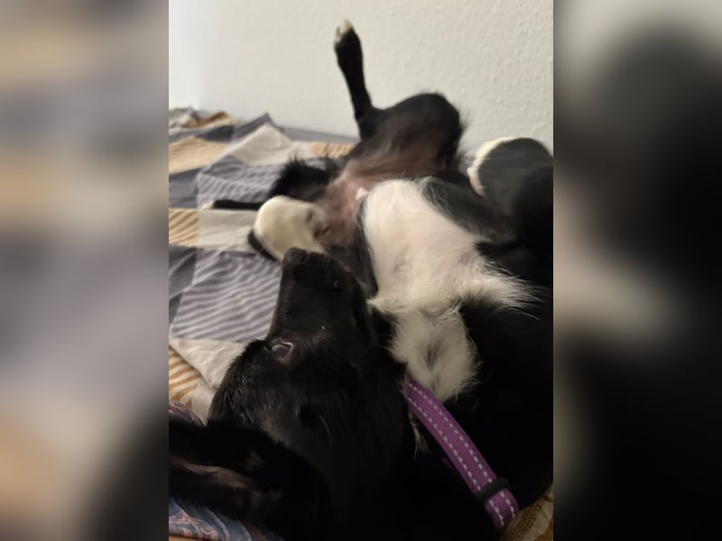 SIMBA, süßes Mischlingsmädchen, 8 Monate, 32 cm, Pflegestelle Köln, Tierschutz Rumänien