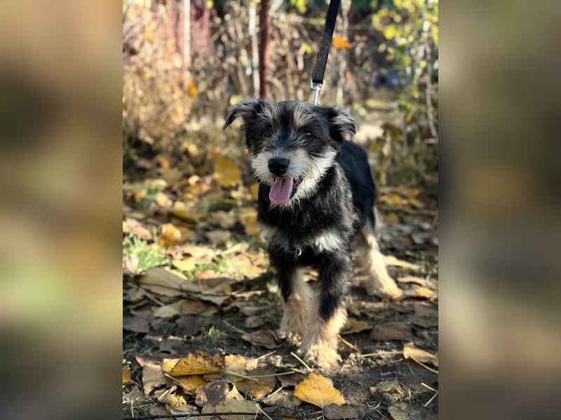 Filip - Bezaubernder Bube sucht Zuhause