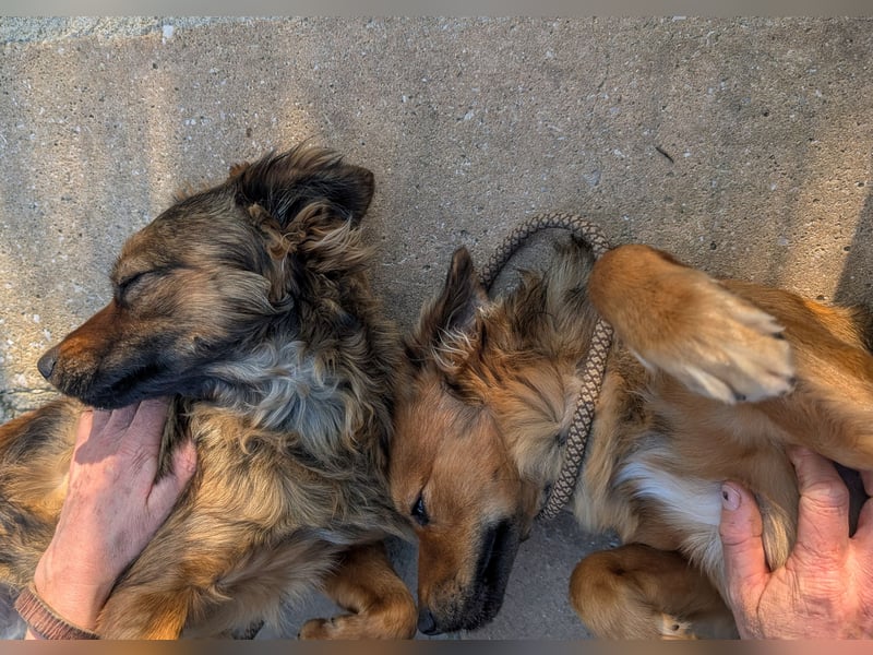 Zauberhafter Joka wartet in Portugal auf unserem Tierschutzhof!