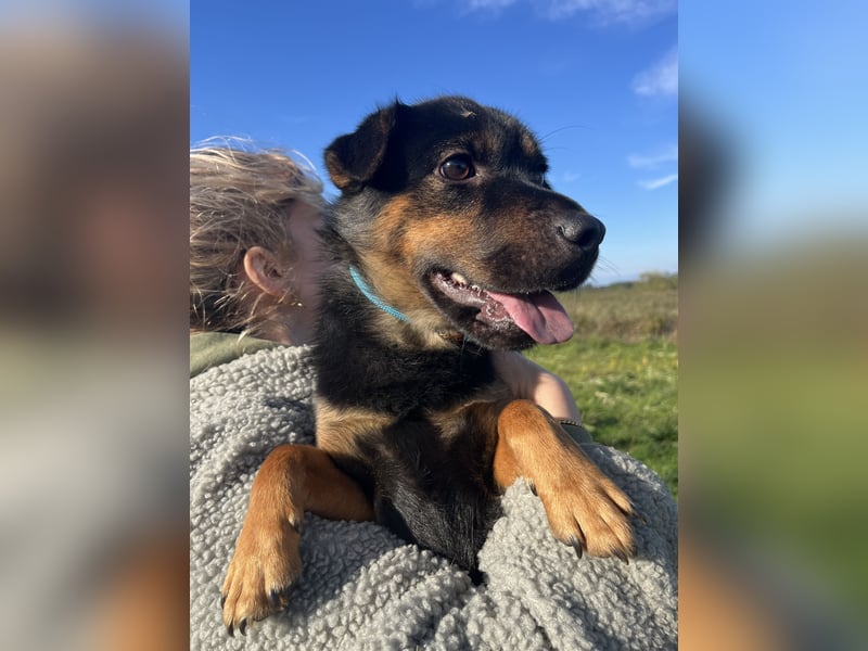 Kolos der gute-Laune-Hund