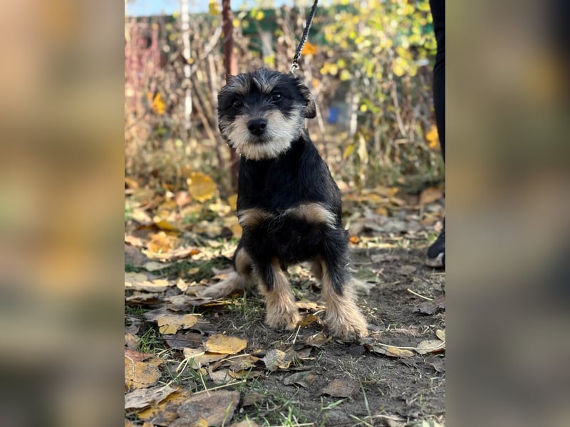 Texton - Er will nicht im Tierheim aufwachsen!