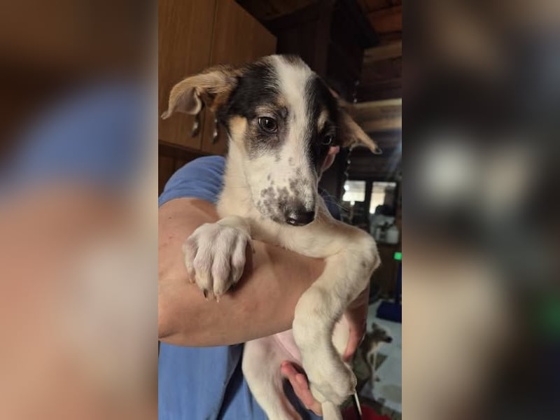 Welpenhündin 273768 möchte gerne zu DIR reisen