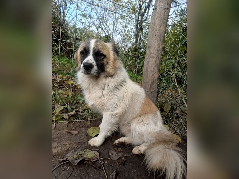 Mogli Tierschutzhund sucht ein Zuhause