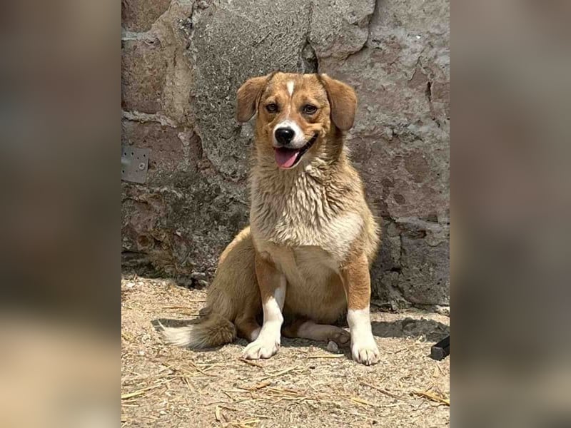 ⭐️FABIENNE⭐️, aufmerksame Hündin, 1 Jahr, 34 cm, Mischling, Tierschutz