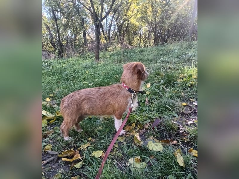 Kaya Tierschutzhund sucht ein Zuhause