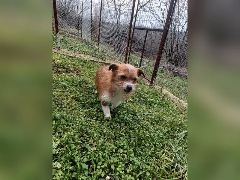 Kaya Tierschutzhund sucht ein Zuhause